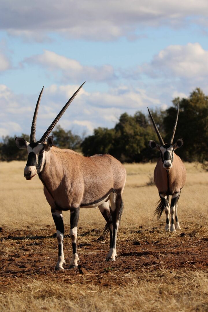 WhatsApp Image 2025-11-17 at 07.46.50_1fdbc450