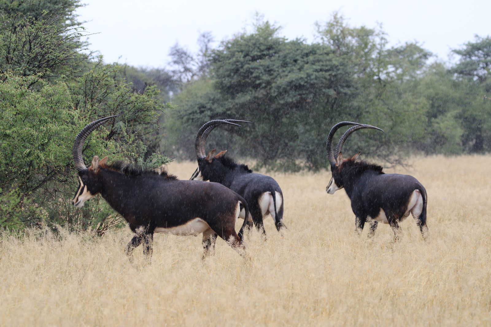 WhatsApp Image 2025-11-17 at 07.46.50_4616cd8b