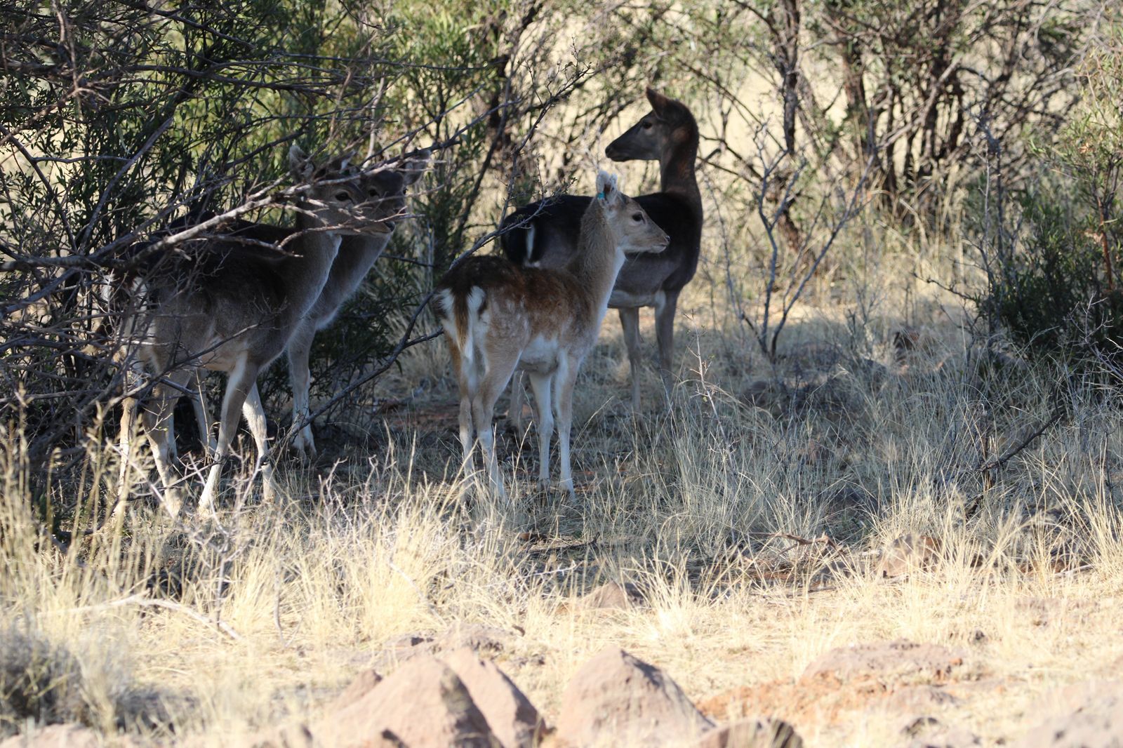 WhatsApp Image 2025-11-17 at 07.46.52_5a9fa0ad